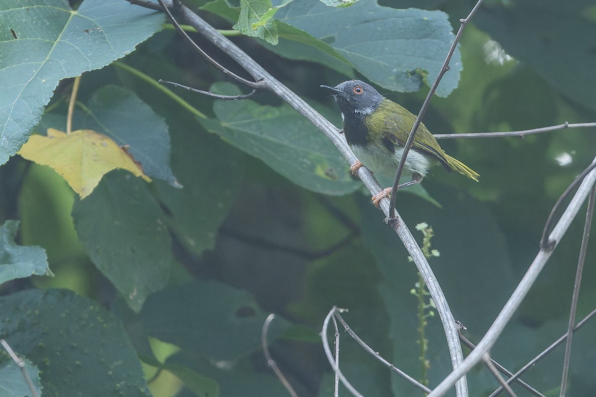 Masked Apalis - ML642416068