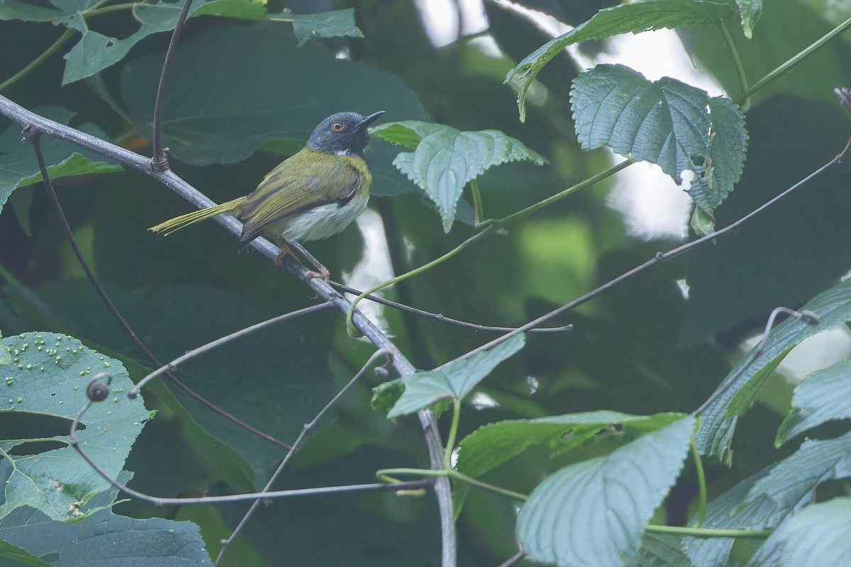 Masked Apalis - ML642416069