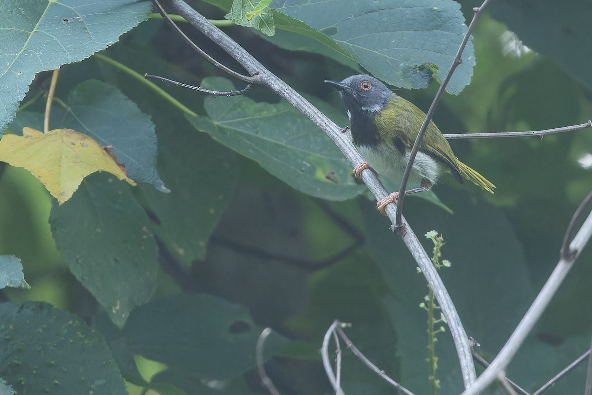 Masked Apalis - ML642416070