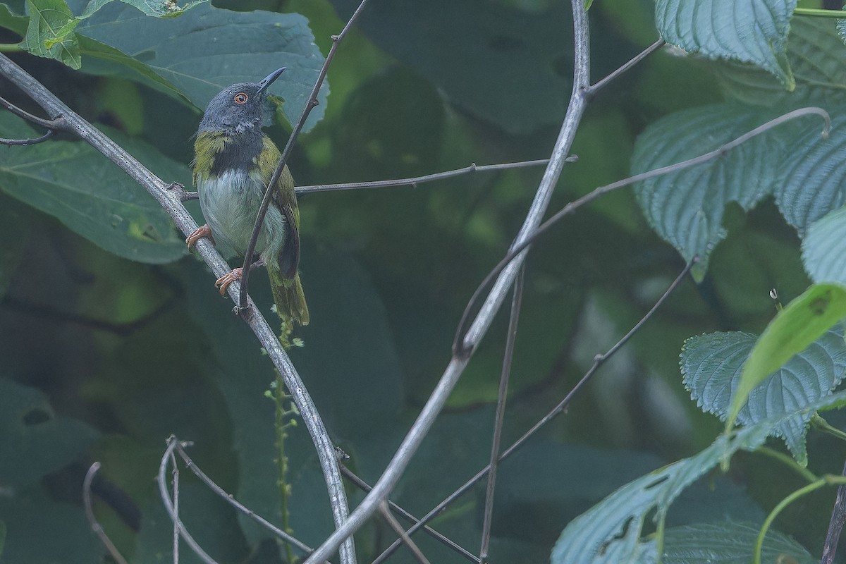 Masked Apalis - ML642416071