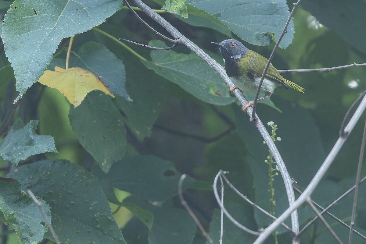 Masked Apalis - ML642416079