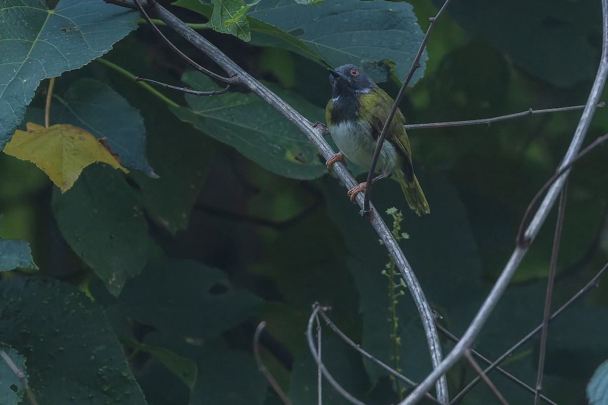 Masked Apalis - ML642416080