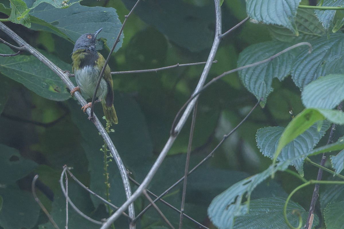 Masked Apalis - ML642416081