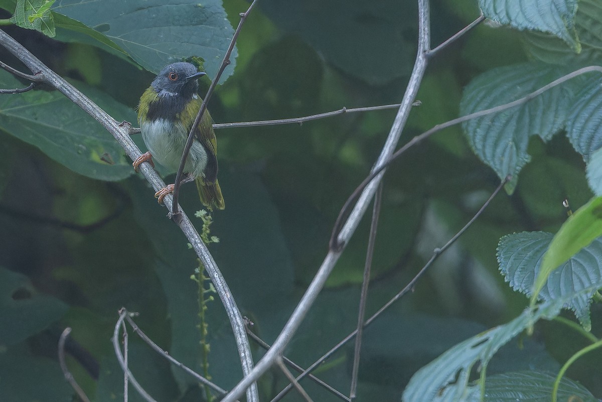 Masked Apalis - ML642416082