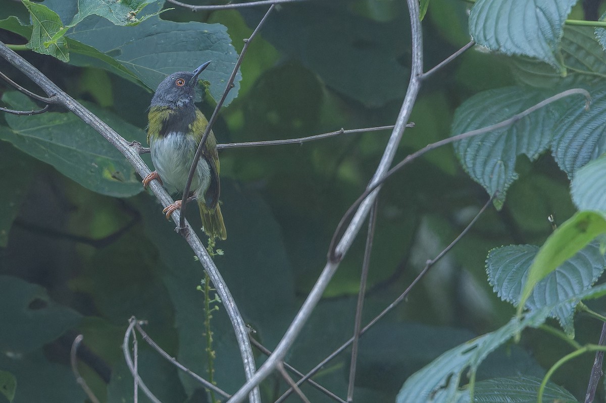 Masked Apalis - ML642416083