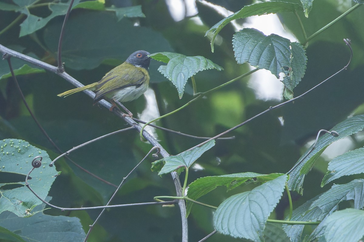 Masked Apalis - ML642416084