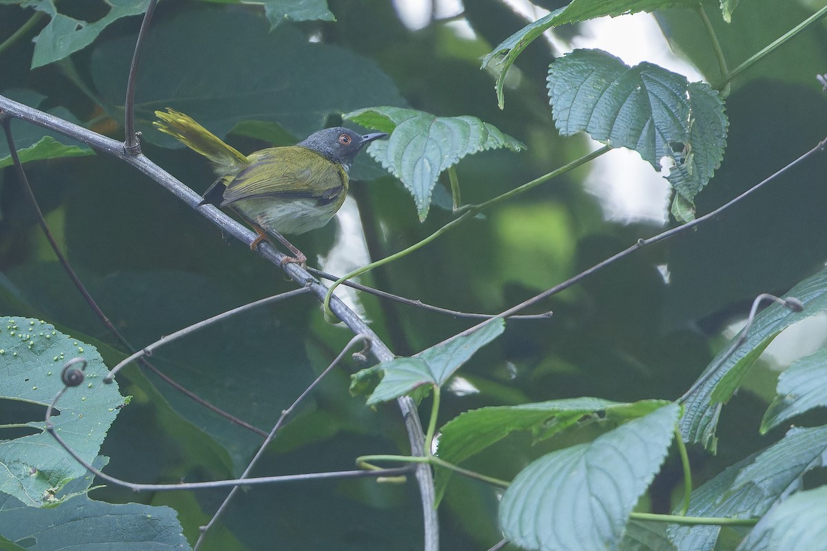 Masked Apalis - ML642416085