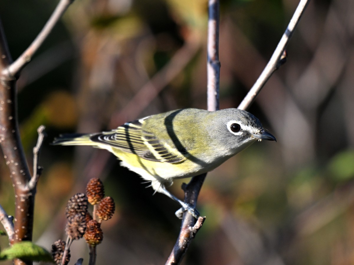 eremittvireo - ML642416086