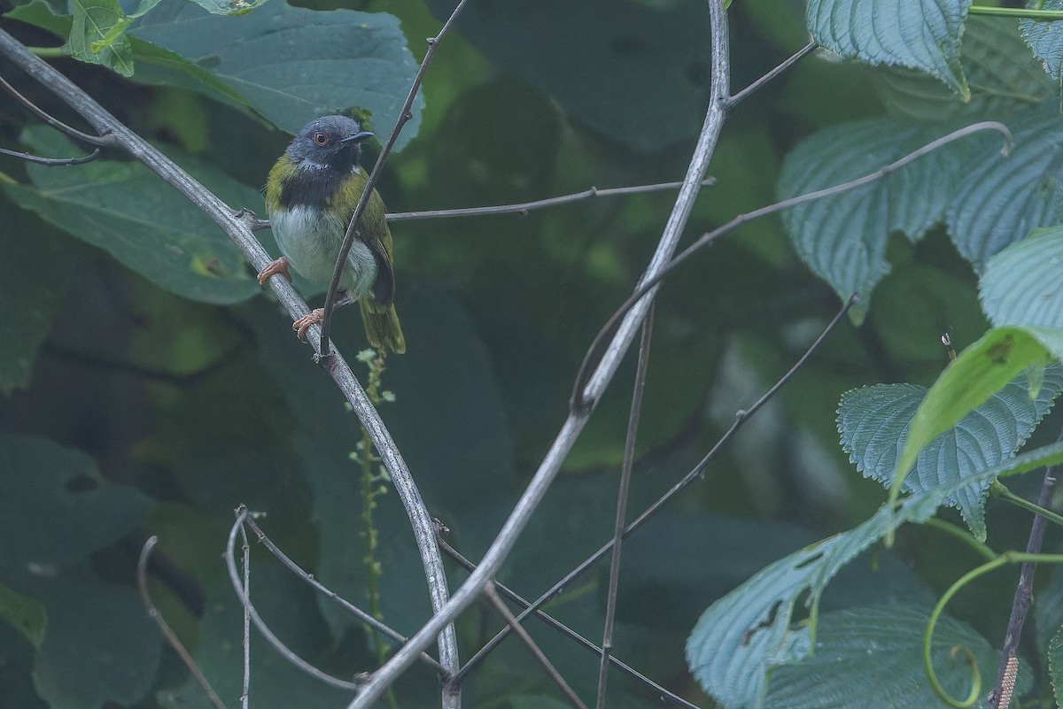 Masked Apalis - ML642416087