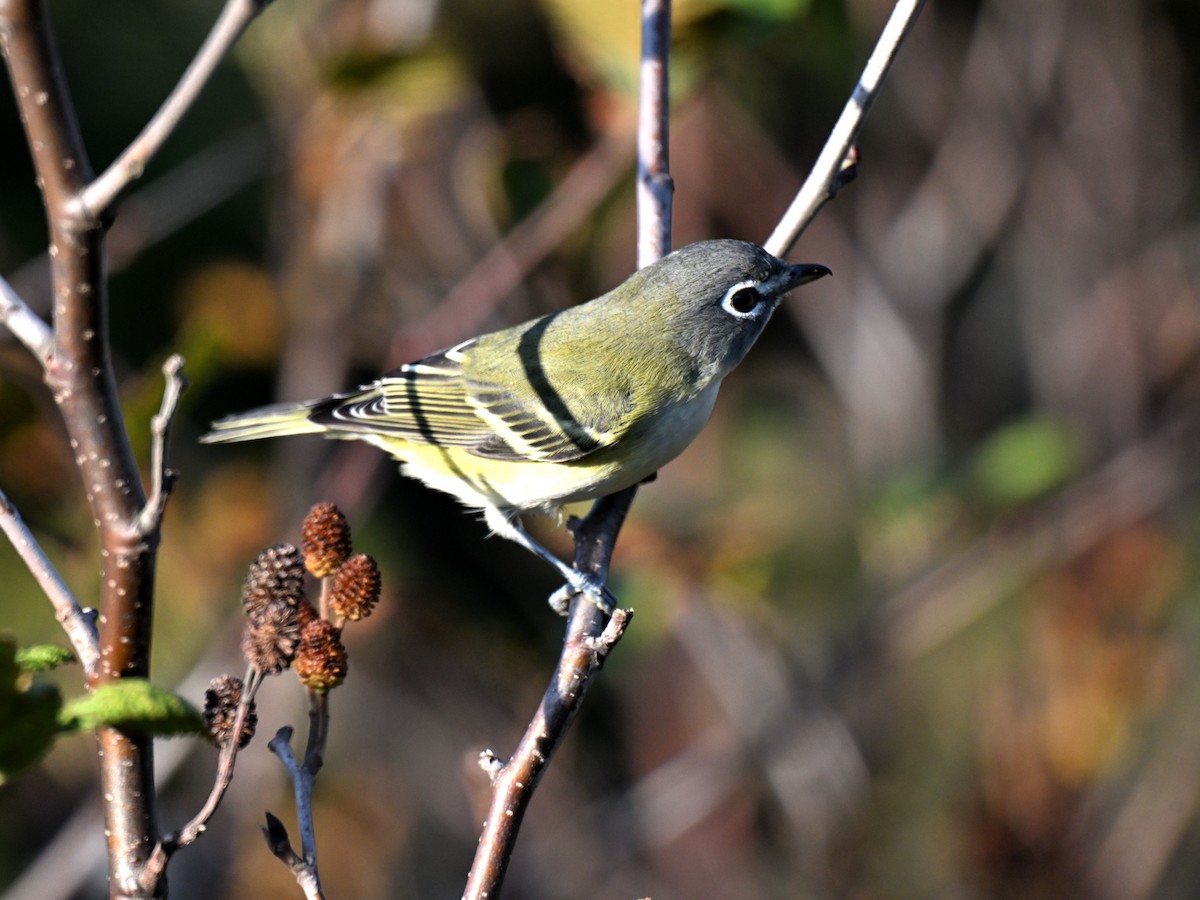 eremittvireo - ML642416088