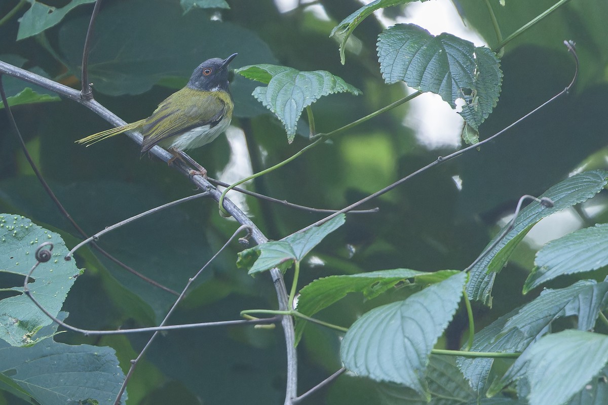 Masked Apalis - ML642416089