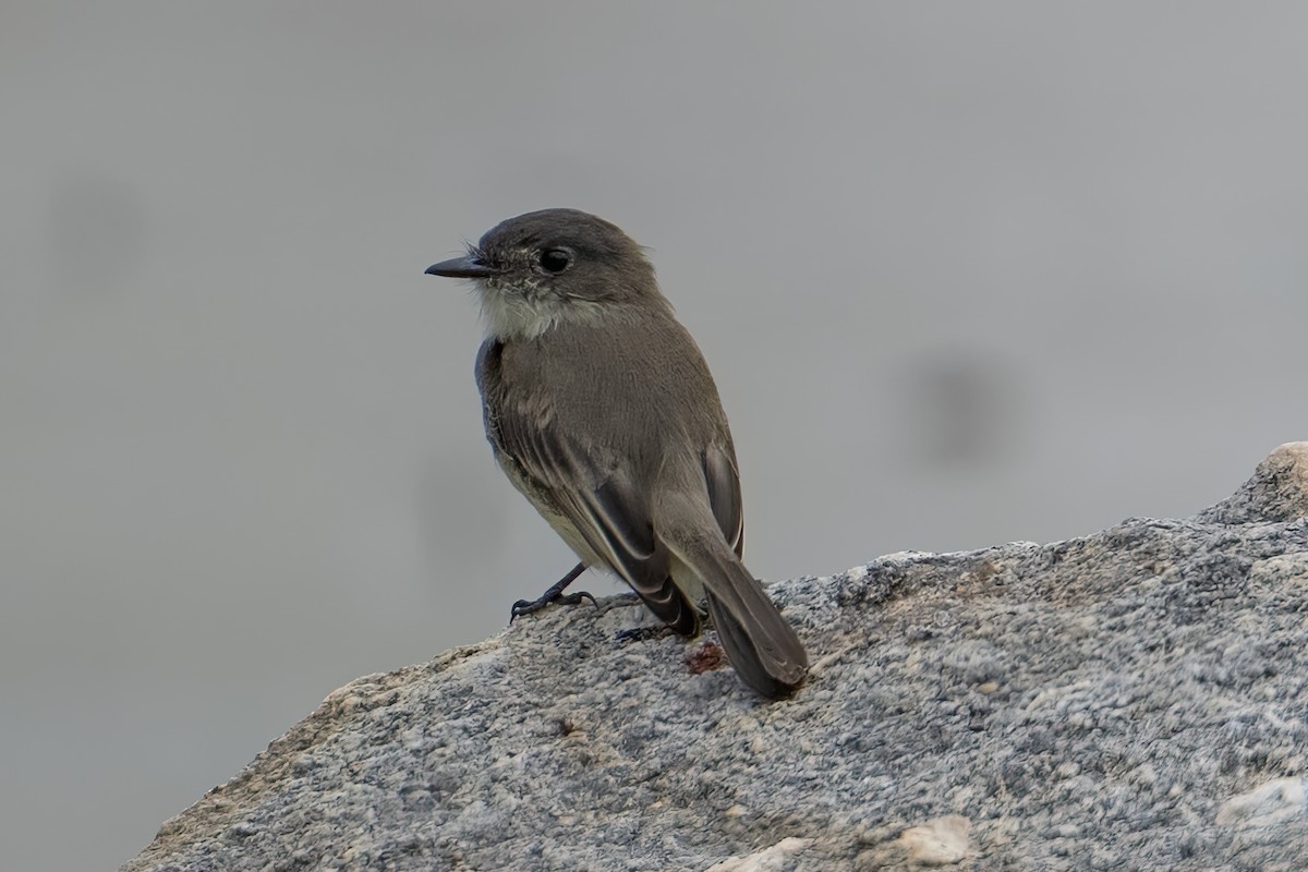Mosquero Fibí - ML642416090