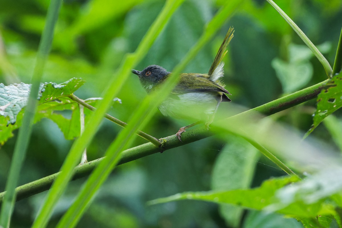 Masked Apalis - ML642416091