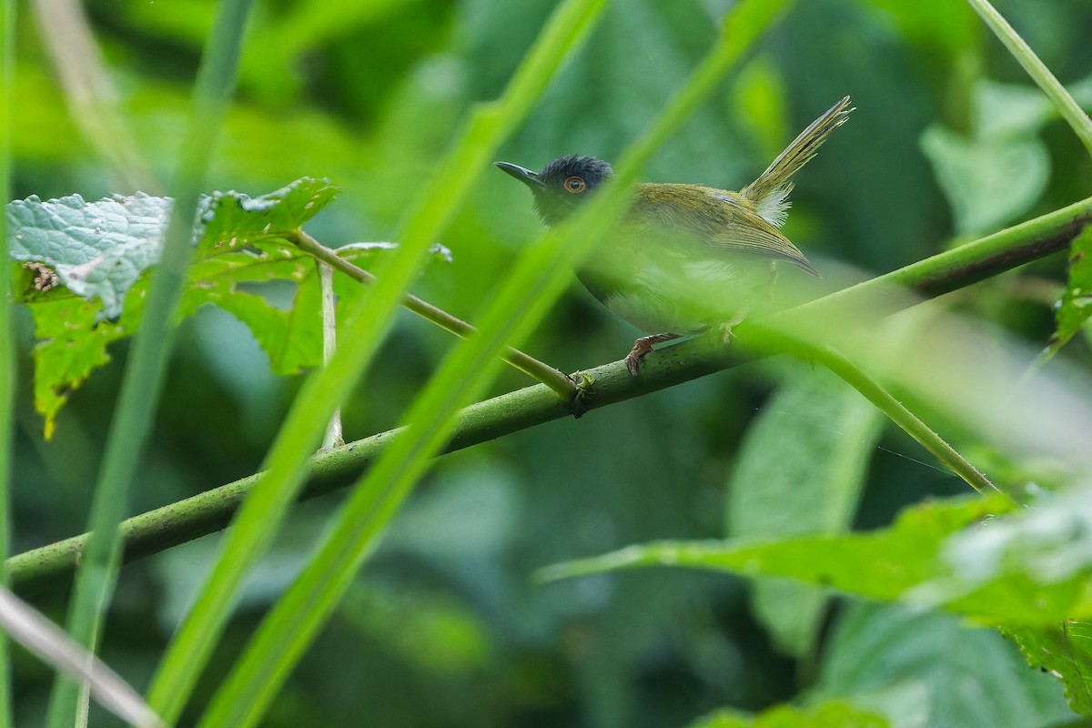 Masked Apalis - ML642416092