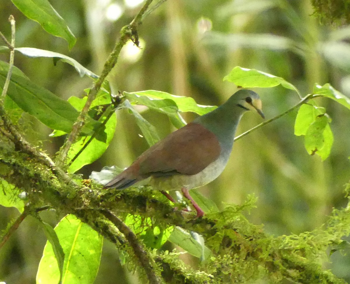 Costa-Rica-Taube - ML642416095