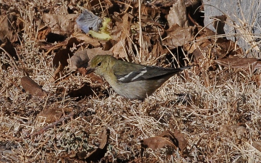 Braunkehl-Waldsänger - ML642416099