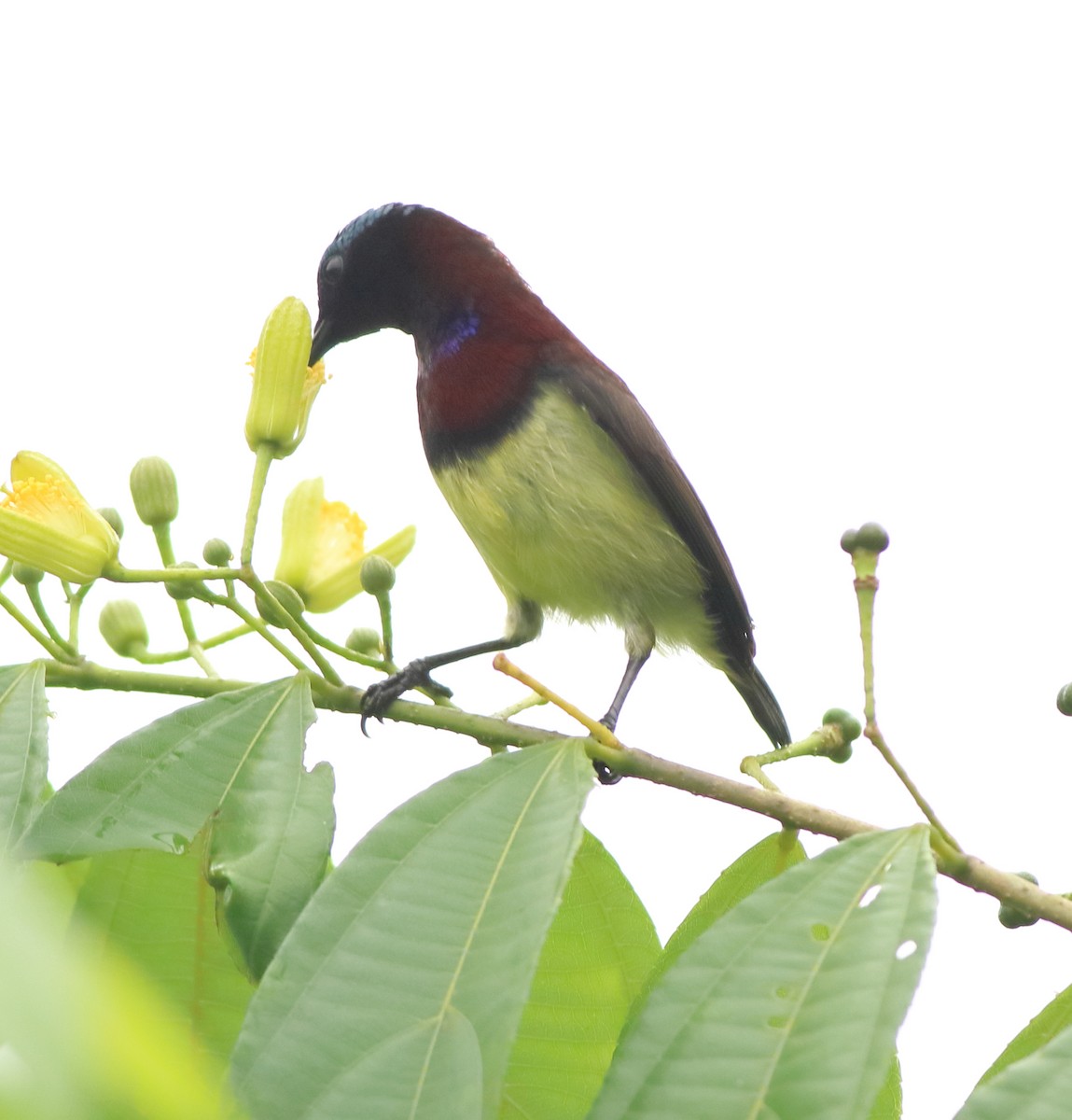 Crimson-backed Sunbird - ML642416105