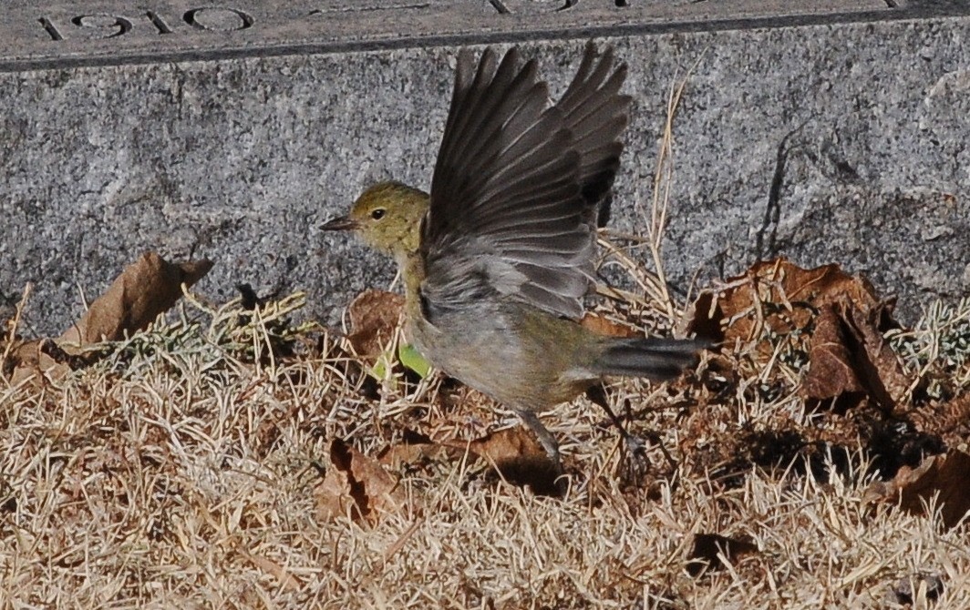 Braunkehl-Waldsänger - ML642416106