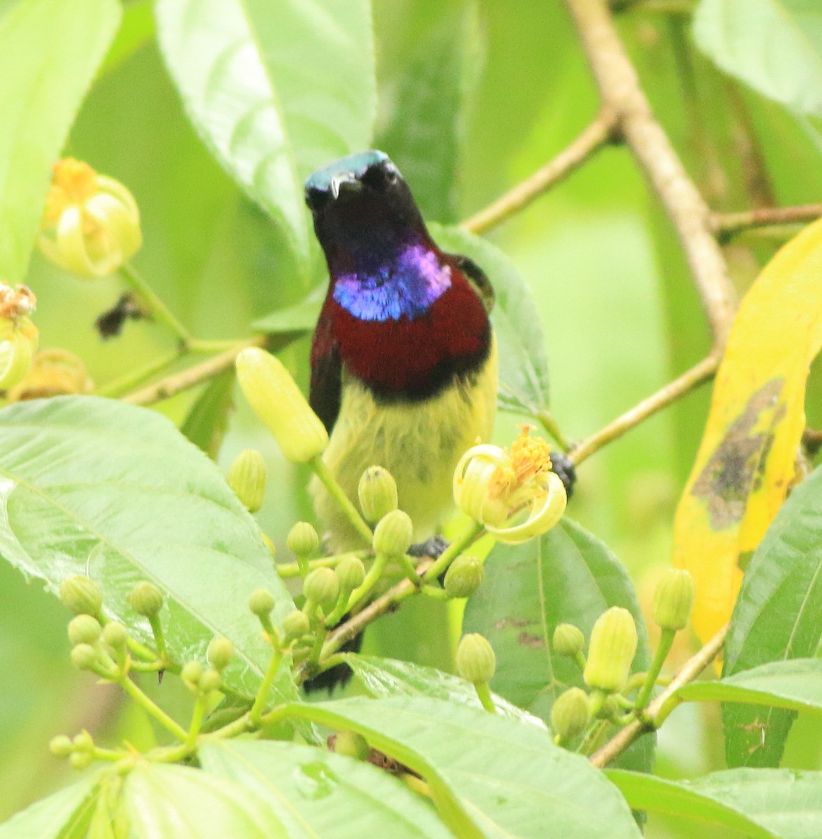 Crimson-backed Sunbird - ML642416114
