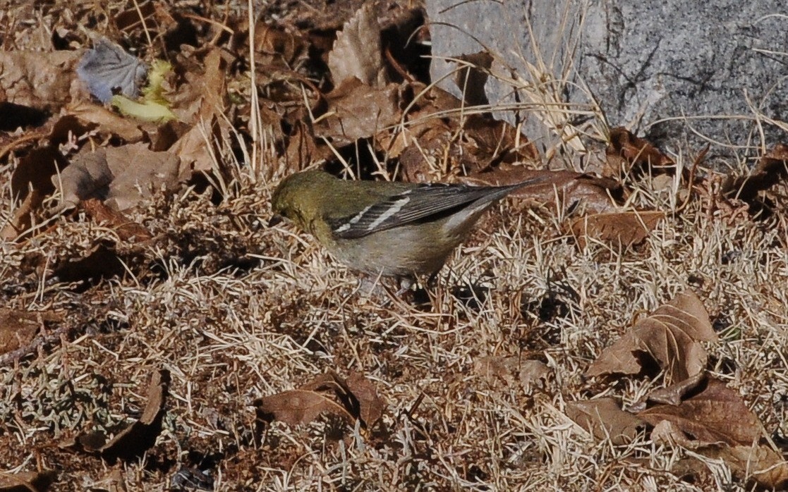 Braunkehl-Waldsänger - ML642416115