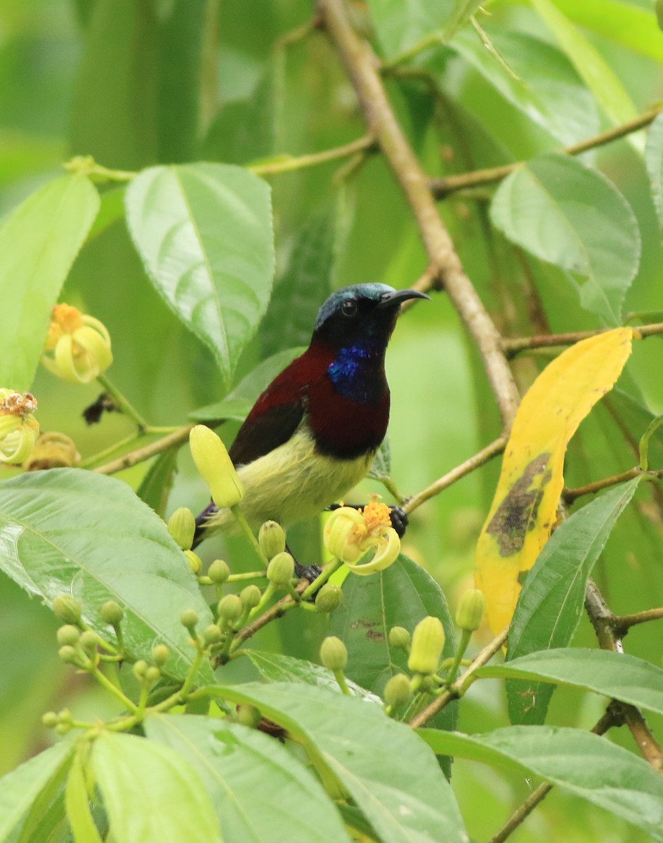 Crimson-backed Sunbird - ML642416116