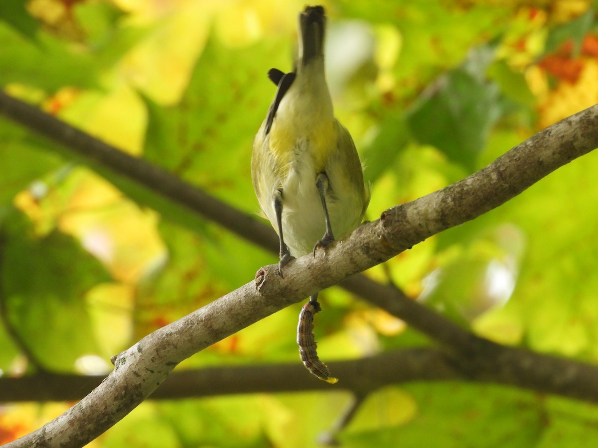 eremittvireo - ML642416118