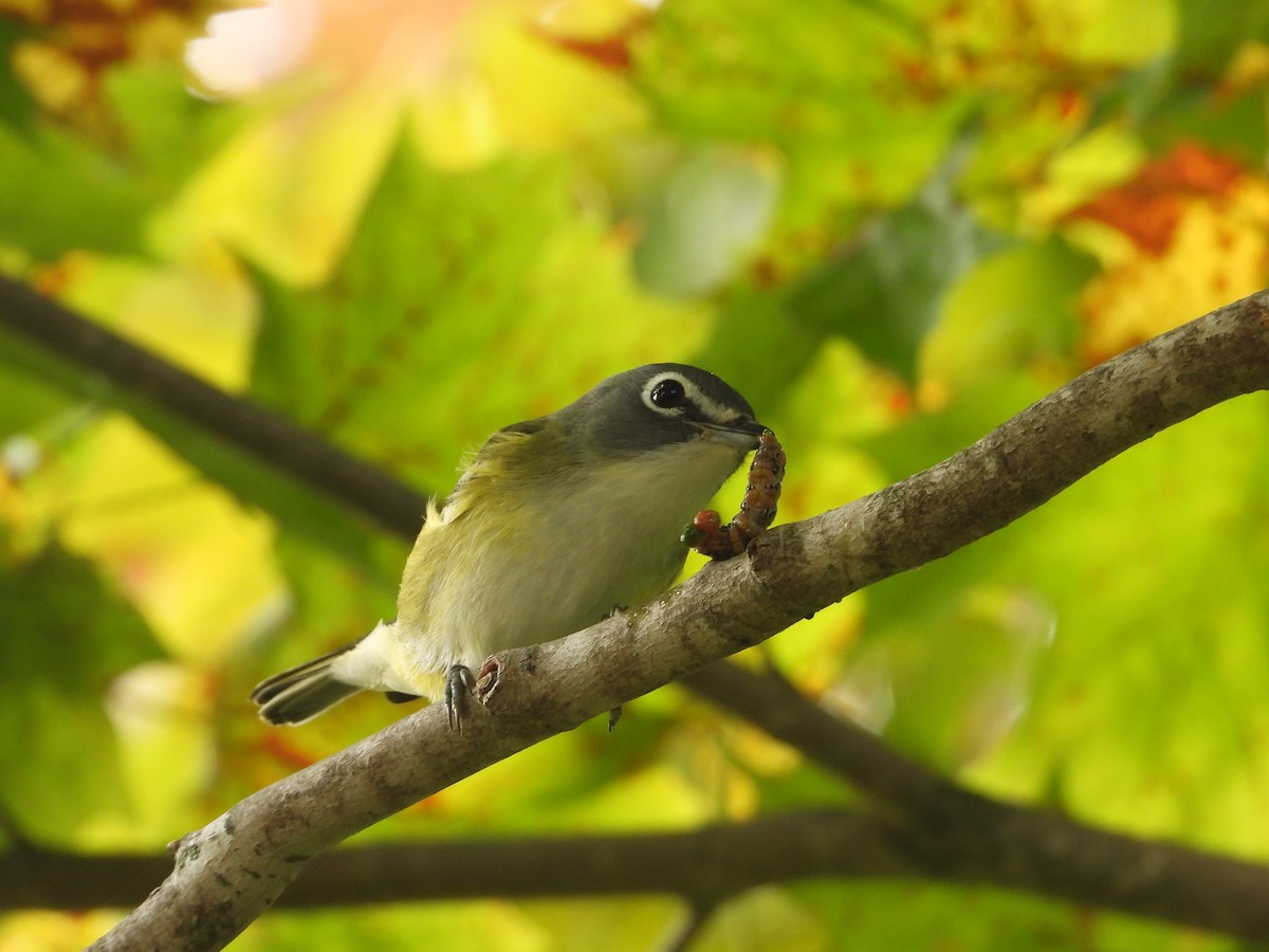 eremittvireo - ML642416119