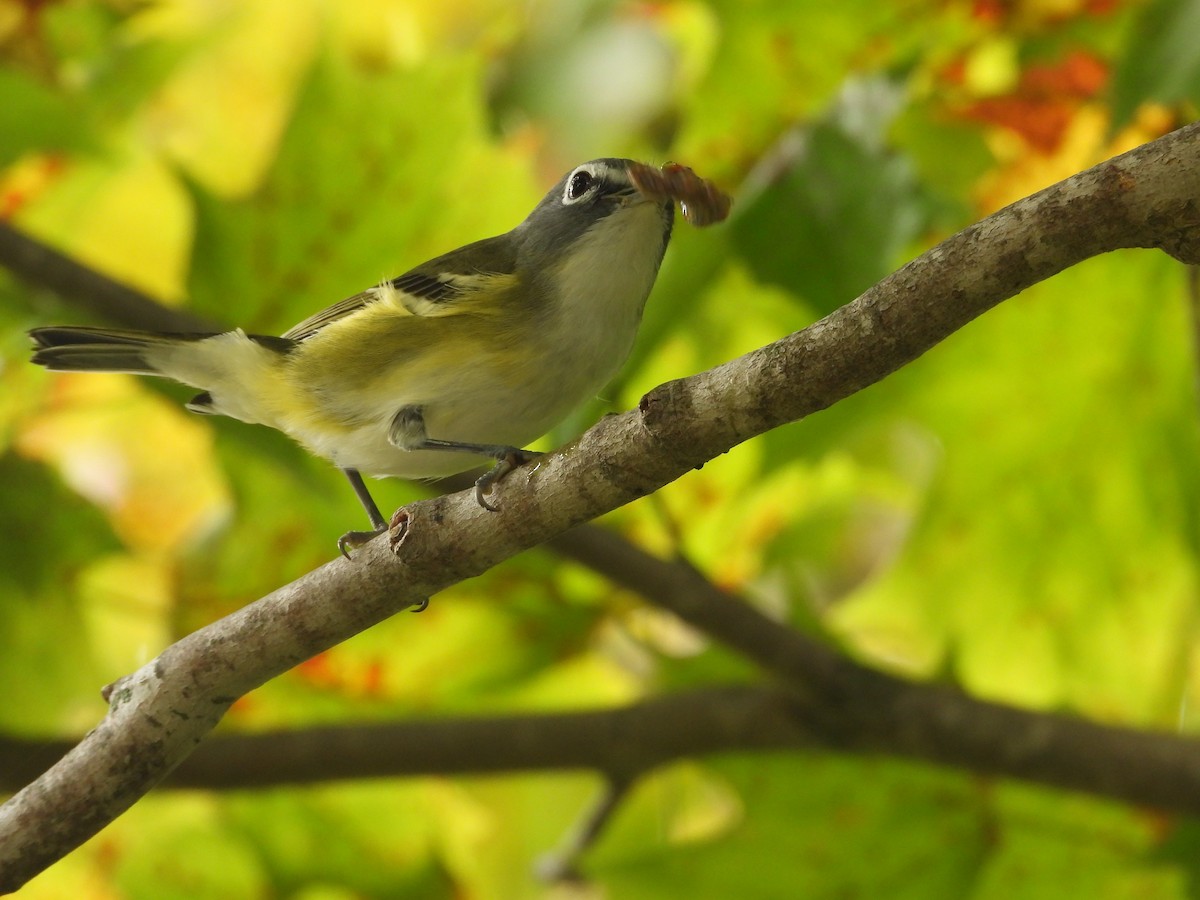 eremittvireo - ML642416120