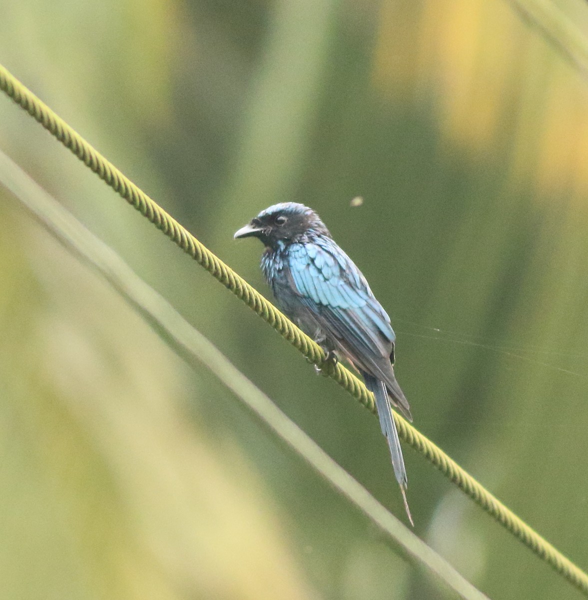 Bronzed Drongo - ML642416123