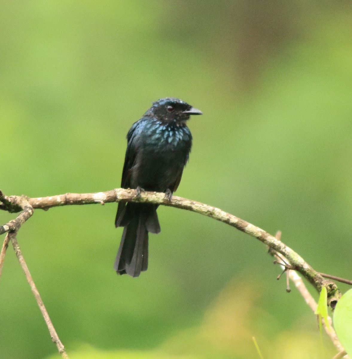 Bronzed Drongo - ML642416124