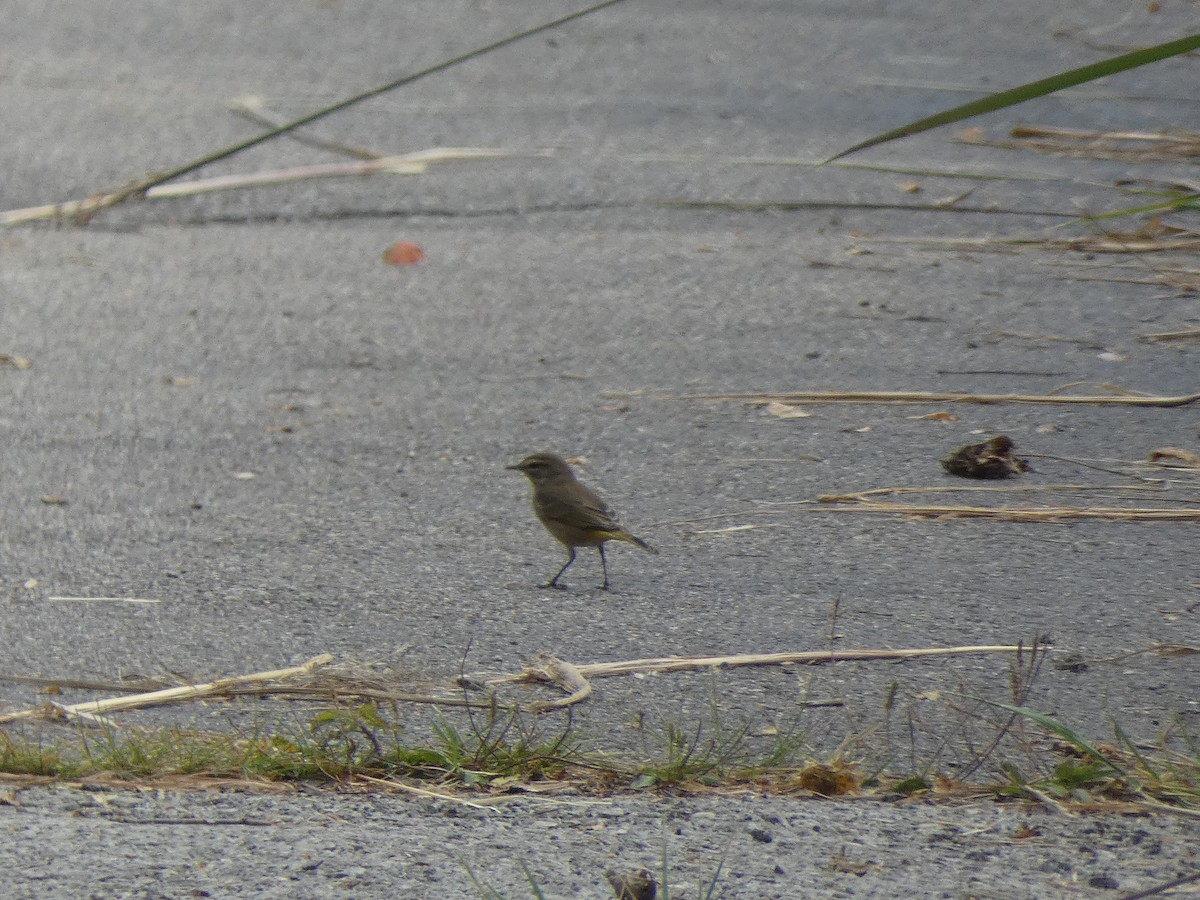 Palm Warbler - ML642416125
