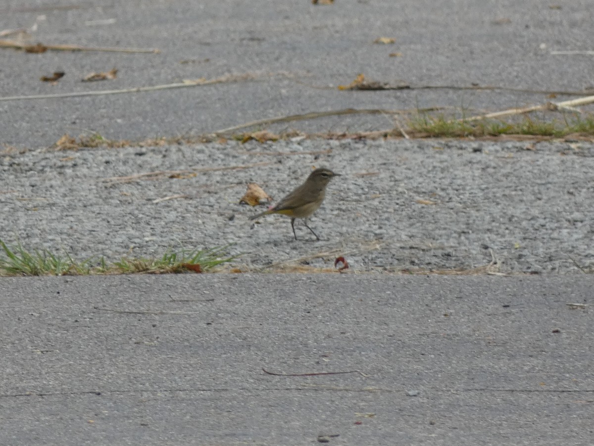 Palm Warbler - ML642416126