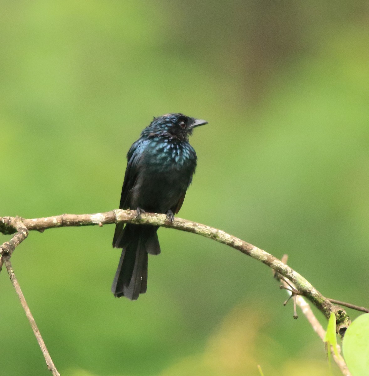 Bronzed Drongo - ML642416127