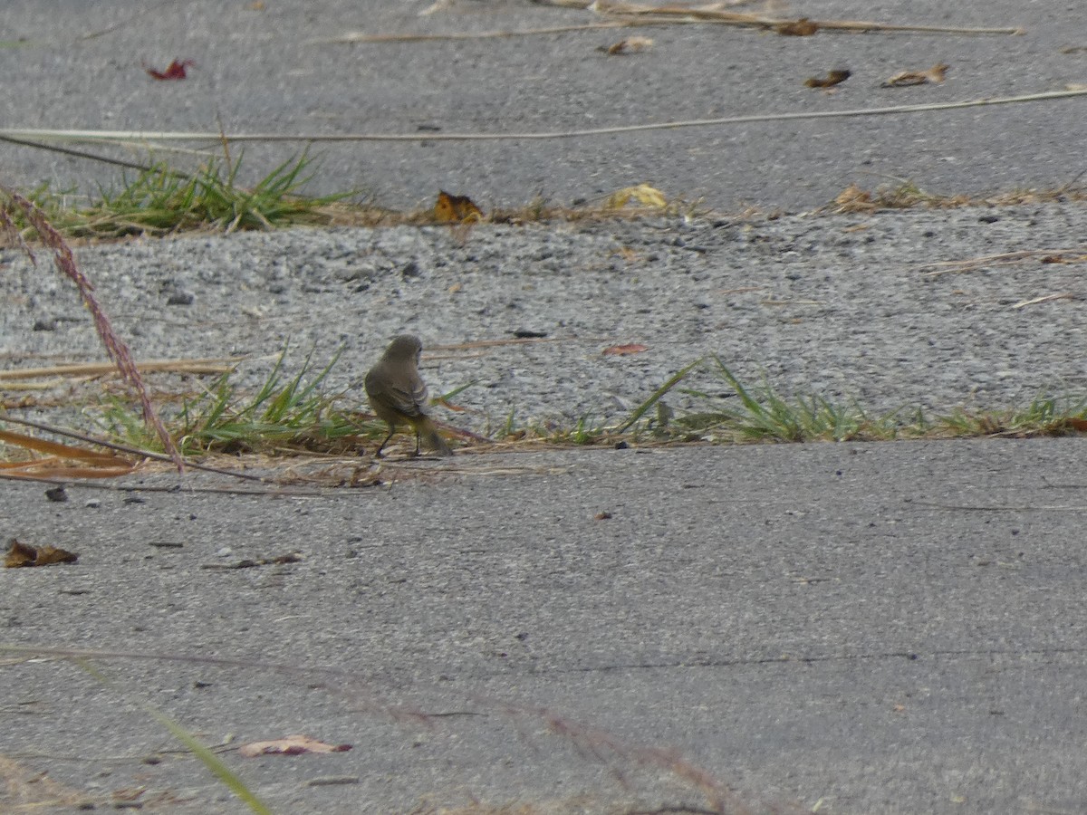 Palm Warbler - ML642416128