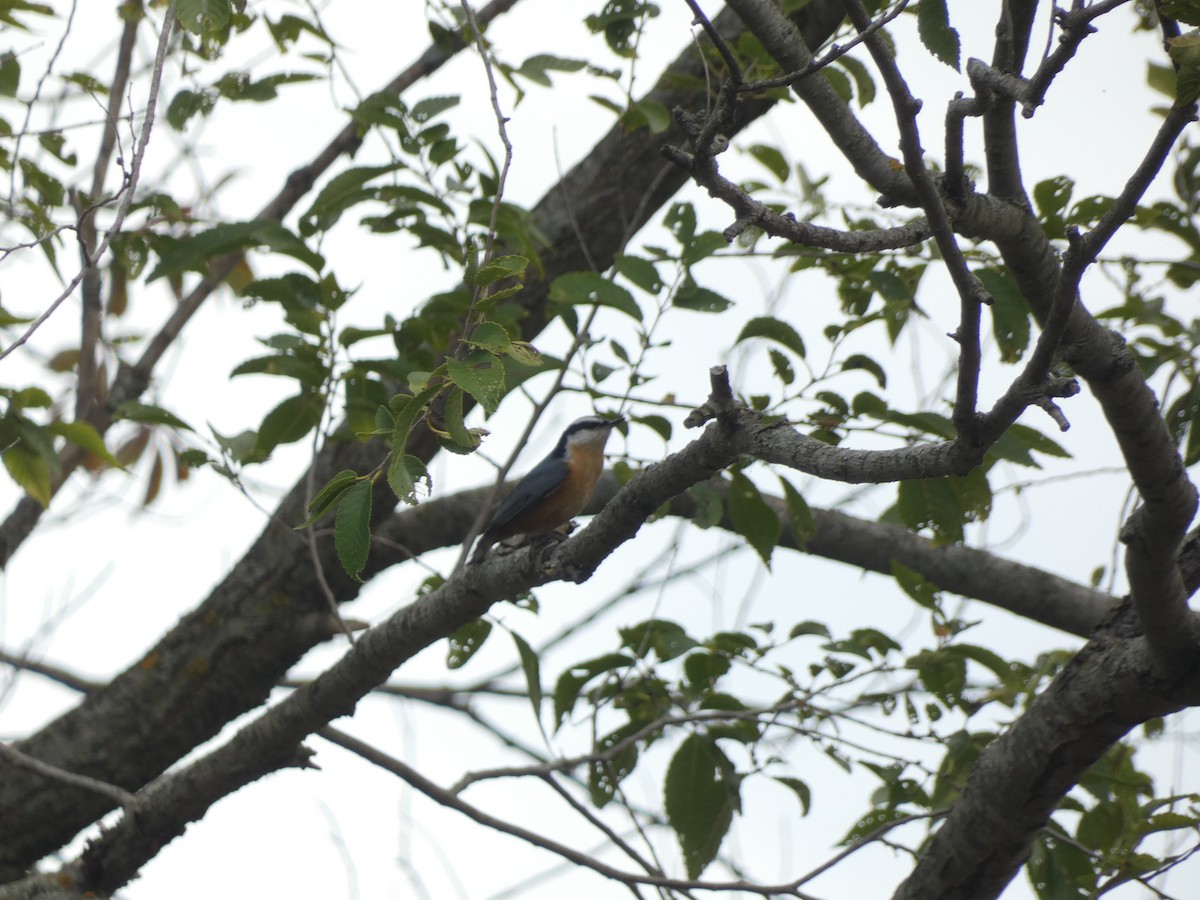 Red-breasted Nuthatch - ML642416179