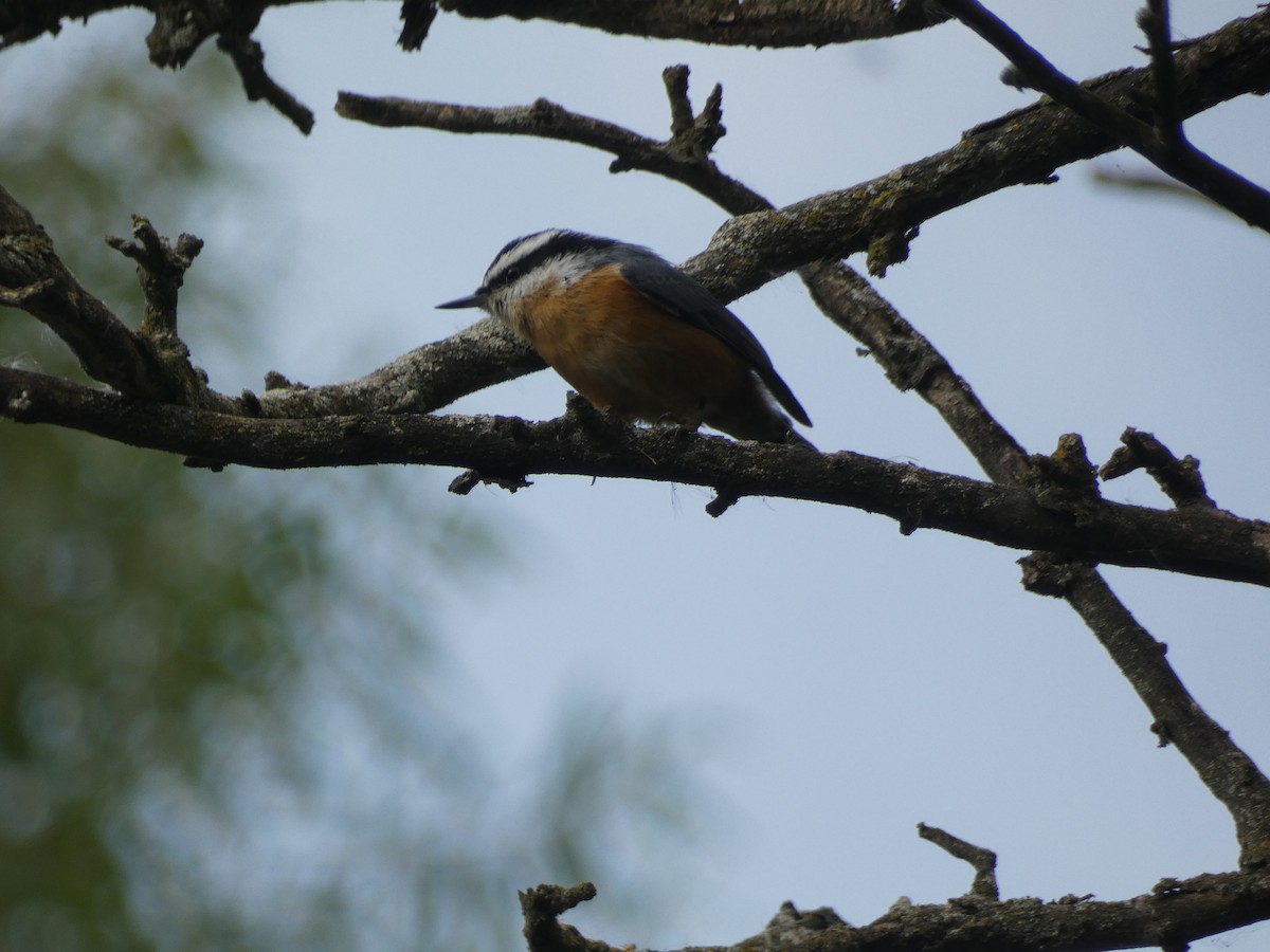 Red-breasted Nuthatch - ML642416181