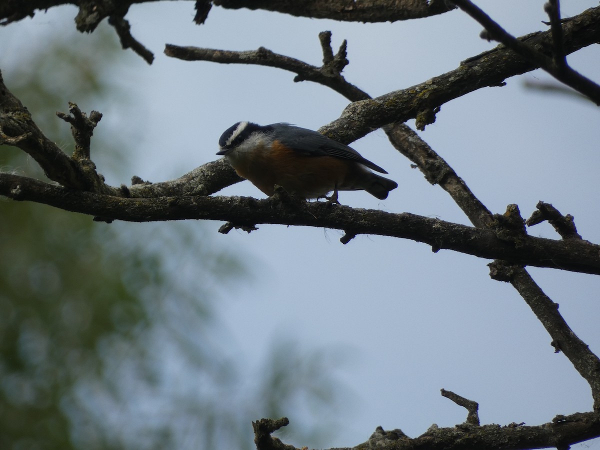 Red-breasted Nuthatch - ML642416182