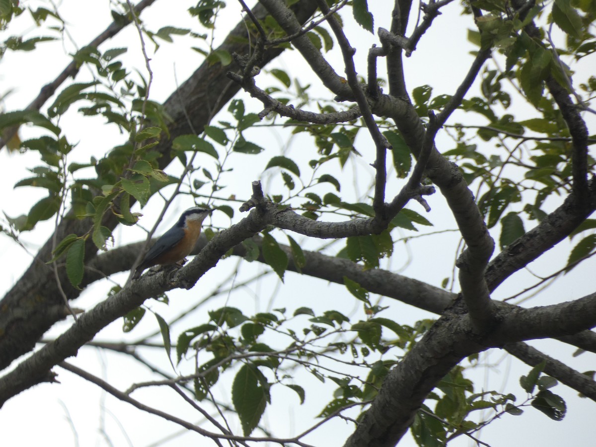 Red-breasted Nuthatch - ML642416183