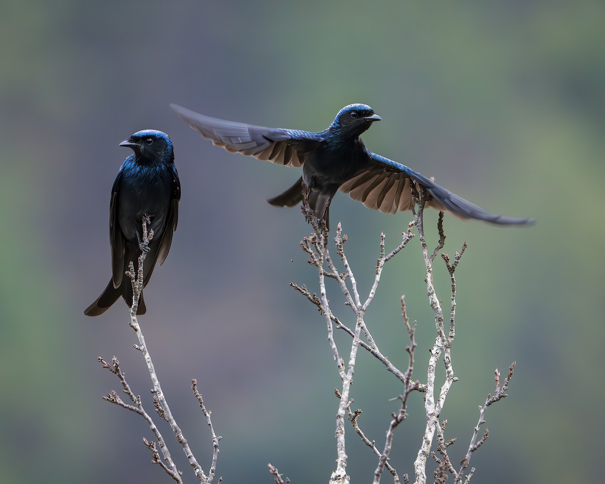 Bronzed Drongo - ML642416208