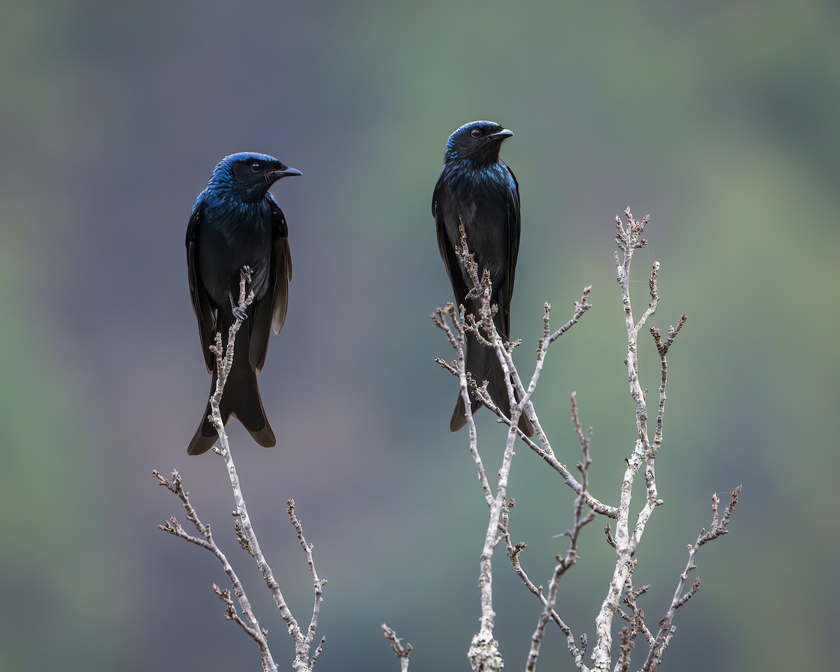 Bronzed Drongo - ML642416209