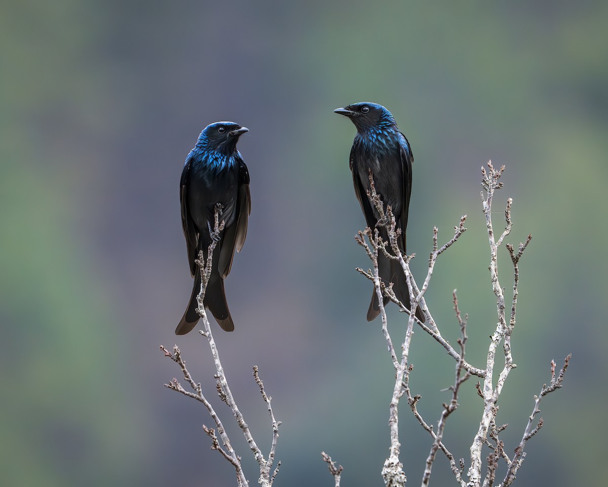 Bronzed Drongo - ML642416210