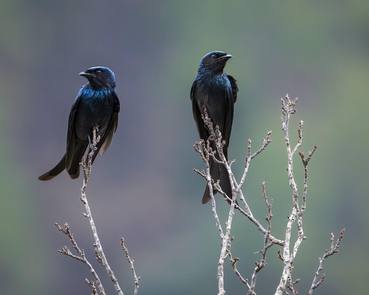 Bronzed Drongo - ML642416211