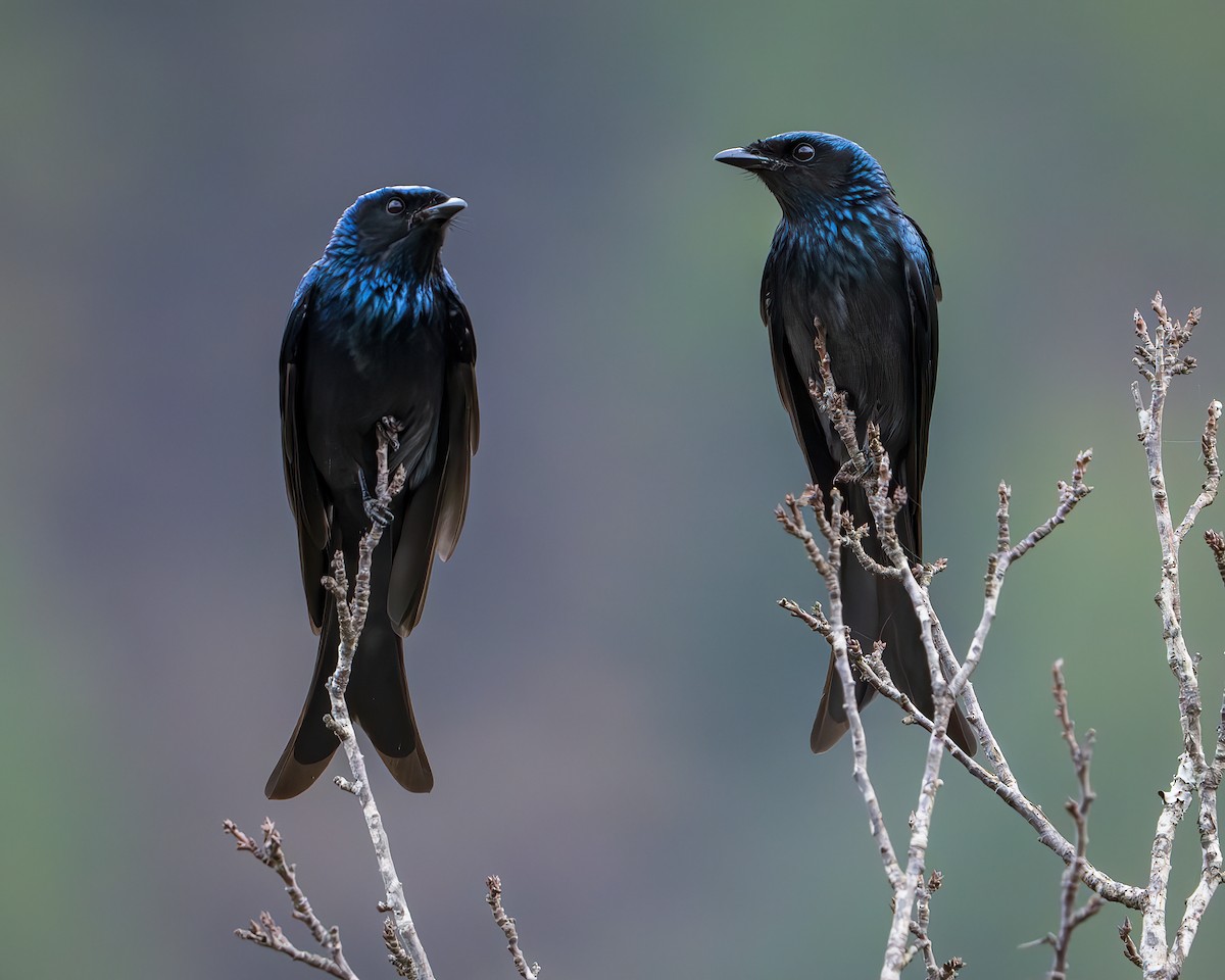 Bronzed Drongo - ML642416212