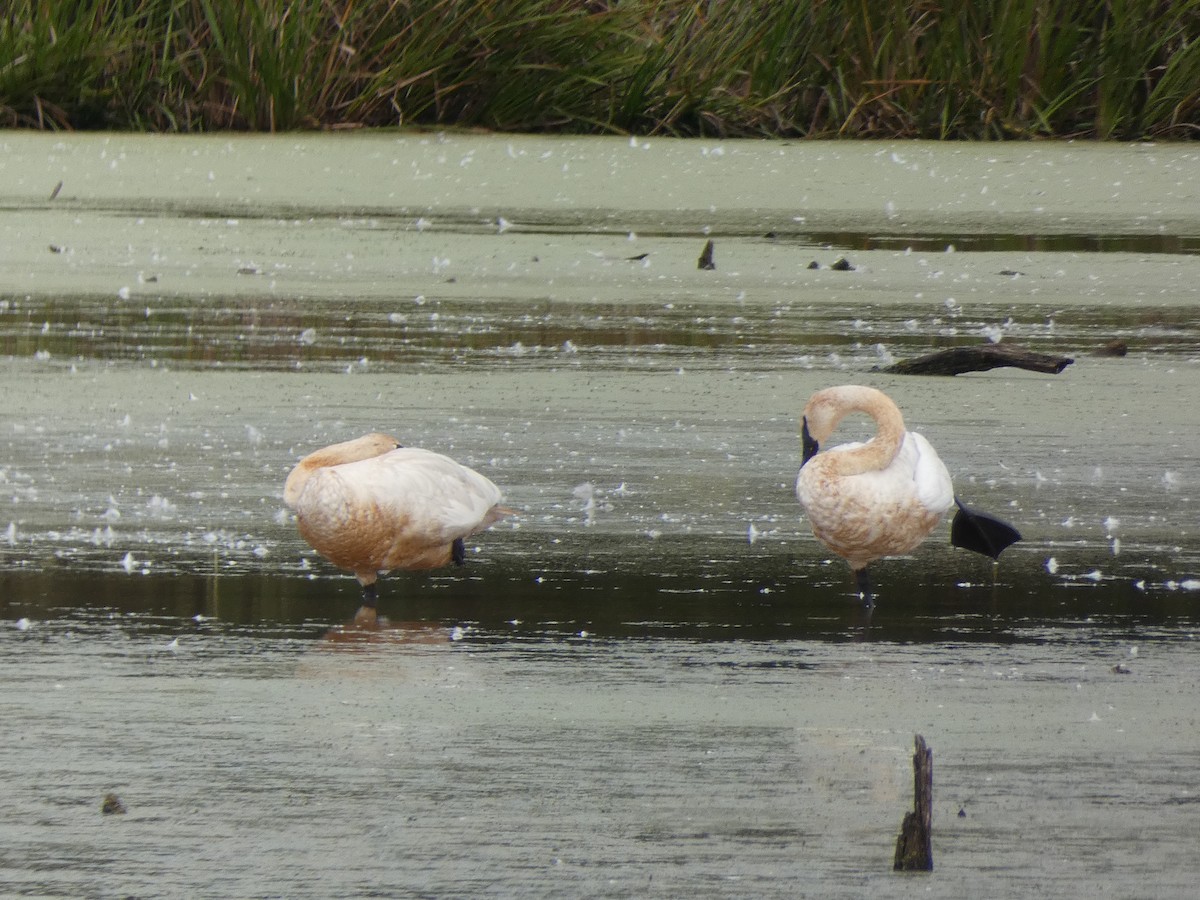 Trumpeter Swan - ML642416216