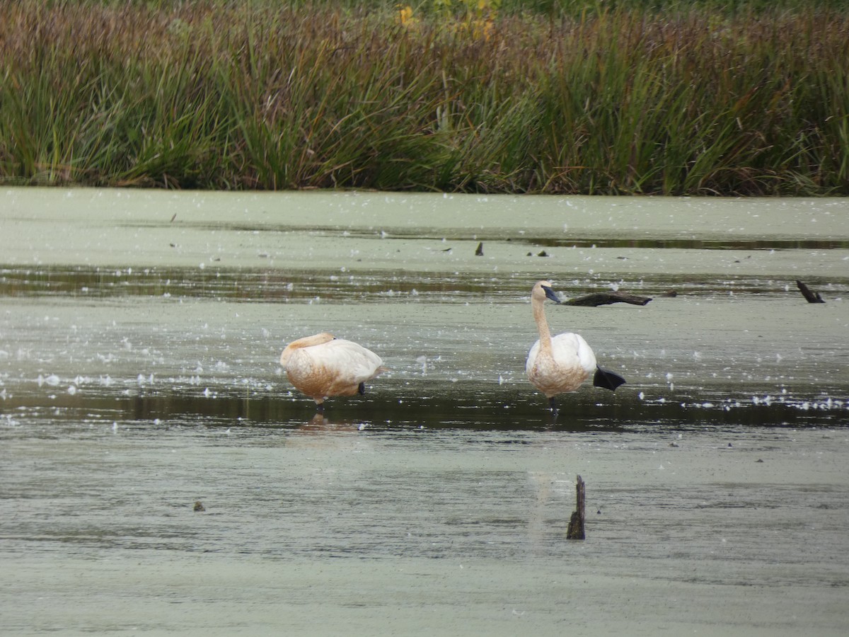 Trumpeter Swan - ML642416217