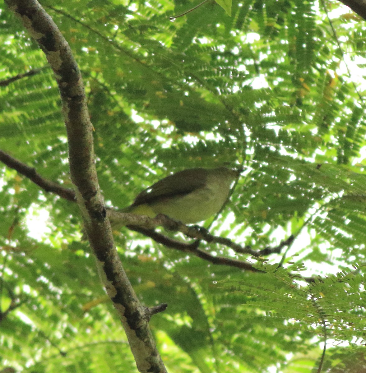 White-browed Bulbul - ML642416219