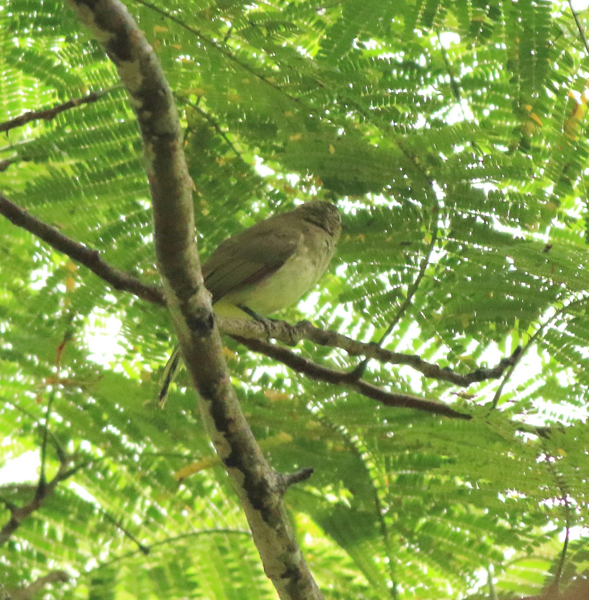 White-browed Bulbul - ML642416220