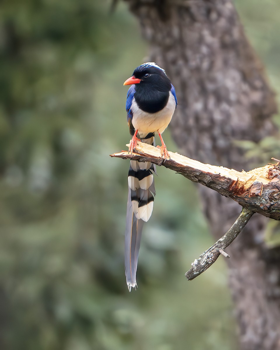 Red-billed Blue-Magpie - ML642416221