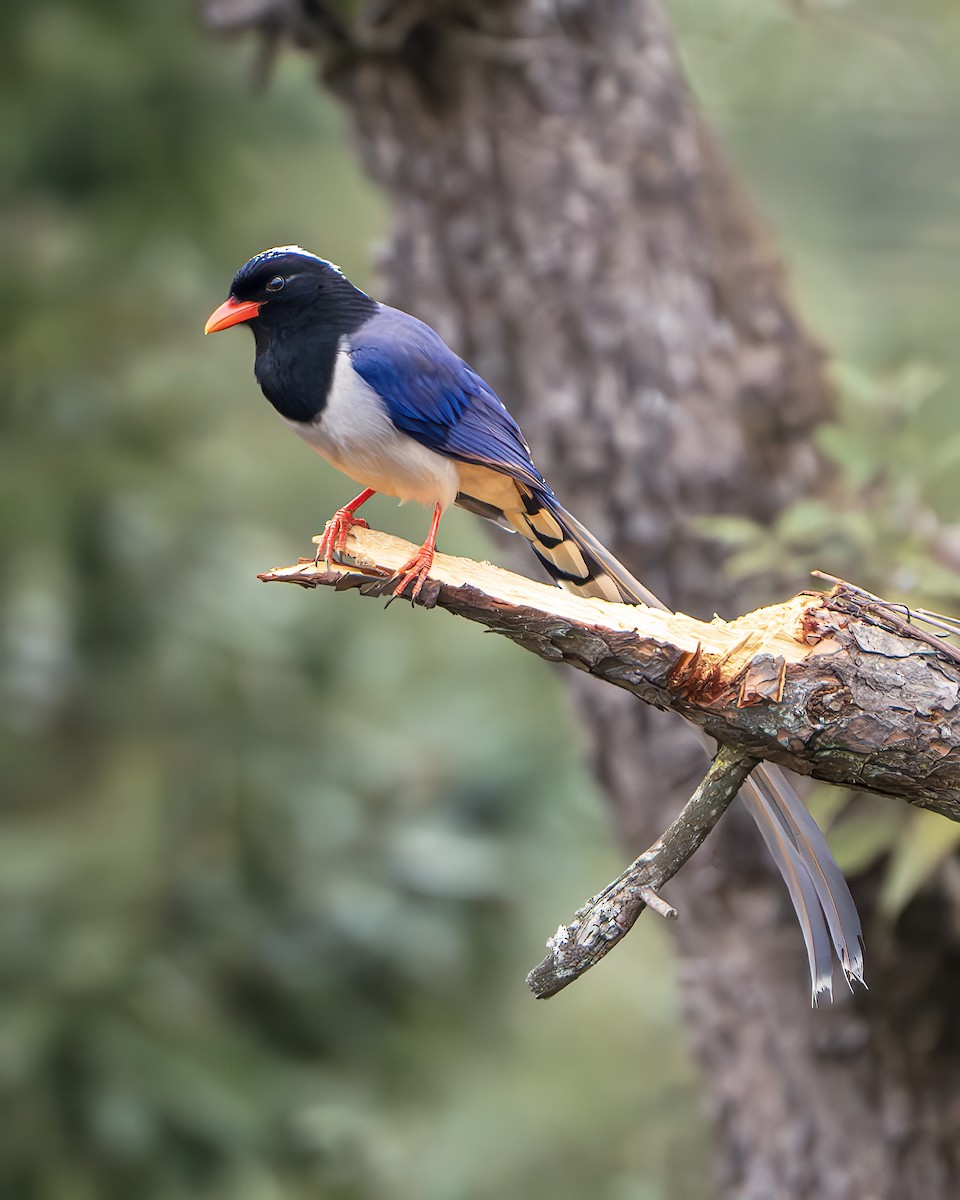 Red-billed Blue-Magpie - ML642416222
