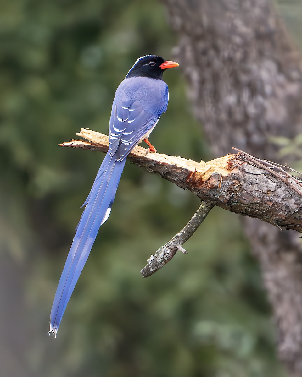 Red-billed Blue-Magpie - ML642416223